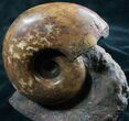 Lytoceras Ammonite From France - Polished #7822-4